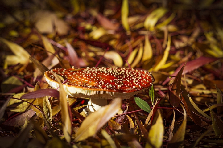 Not MushroomPhotography by Judy Hofmeyer